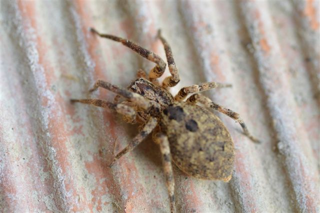Zoropsis cf. spinimana - Vicobarone (PC)